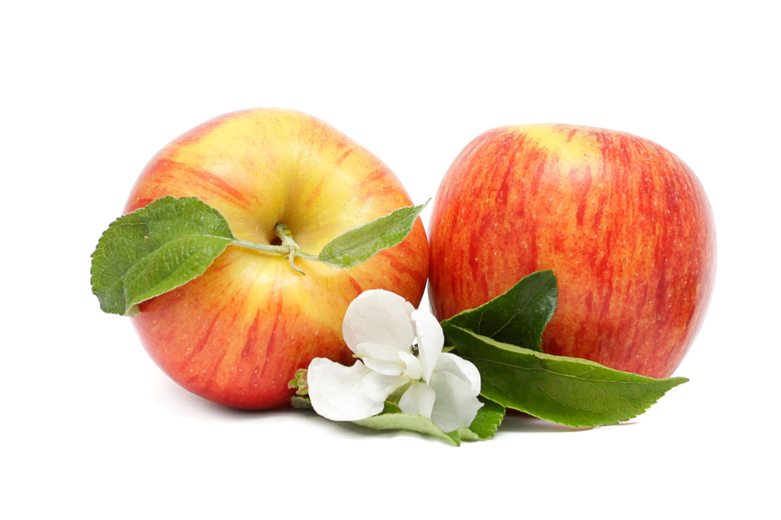תפוחים
