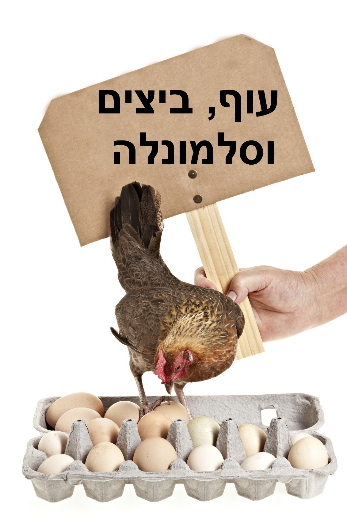 סלמונלה